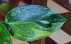 Philodendron Green Congo Nuclear/ Variegata/ Marble #2, Huis en Inrichting, Kamerplanten, Overige soorten, Minder dan 100 cm, Groene kamerplant