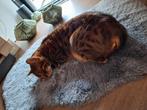 Bengaal kater 3 jaar, Dieren en Toebehoren, Katten en Kittens | Overige Katten, Kater