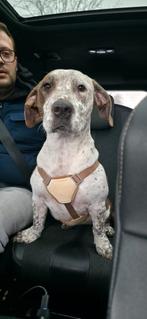 Ava verblijft in Nederland/Belgie, Dieren en Toebehoren, Honden | Niet-rashonden, Handelaar, Buitenland, Teef, Parvo