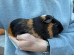 Mannetjes cavia, Februari, Mannelijk, Cavia