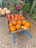 Pompoenen biologisch geteeld, Diversen, Levensmiddelen, Ophalen