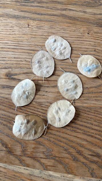 Zaad Judaspenning silver dollar droogbloem zaaien  beschikbaar voor biedingen