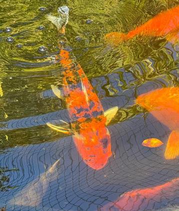 Japanse koi Showa Sanshoku 65 cm beschikbaar voor biedingen