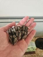 Tamme dwerghamsters (met of zonder kooi naar keuze), Dieren en Toebehoren, Knaagdieren, Hamster, Januari, Meerdere dieren, Tam