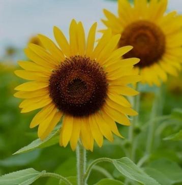 Zonnebloemplantjes zonnebloem zonnebloemen beschikbaar voor biedingen