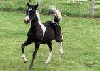 Prachtig mini paardje NMPRS hengstje en AMHA/NMPRS merrie, Dieren en Toebehoren, Meerdere dieren