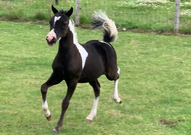 Prachtig mini paardje NMPRS hengstje en AMHA/NMPRS merrie, Dieren en Toebehoren, Paarden en Pony's | Dekhengsten en Fokmerries
