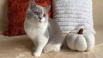Zoey – Brits Korthaar kitten (lila met wit, poes), Dieren en Toebehoren, Katten en Kittens | Raskatten | Korthaar, Poes, Gechipt