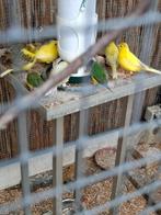 te koop: kanaries van dit jaar., Dieren en Toebehoren, Vogels | Kanaries, Meerdere dieren, Kleurkanarie