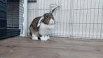 Te koop hangoor konijn vrouwtje + binnenhok, Dieren en Toebehoren, Vrouwelijk
