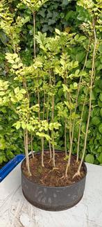Bonsaistarter (bosje van Fraxinus excelsior), Ophalen, Overige soorten, Minder dan 100 cm