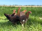 Jonge tamme Welsumer kriel kippen gesekst en ingeënt, Dieren en Toebehoren, Pluimvee, Vrouwelijk, Kip