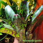 Neoregelia goldie, Huis en Inrichting, Kamerplanten, Ophalen of Verzenden, In pot, Halfschaduw, Minder dan 100 cm