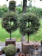 PRACHTIG: wilde ASPARAGUS krans (geen kunst) sober stoer, Nieuw, Ophalen of Verzenden, Nvt, Nvt