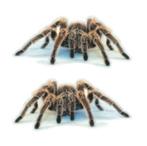 2 vogelspinnen 15-17cm, Verzenden