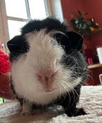 Prachtig beertje, 6 weken oud, Dieren en Toebehoren, Knaagdieren, Cavia, Augustus, Mannelijk, Tam