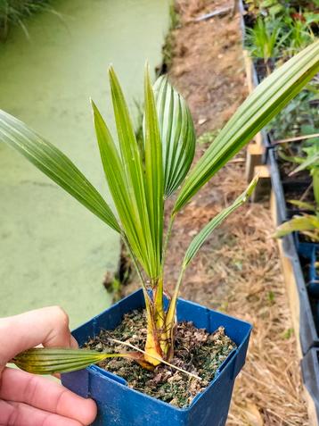 Trachycarpus fortunei zaailingen beschikbaar voor biedingen