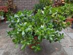 Crassula's ovata's oftewel Jade plant in diverse maten., Ophalen of Verzenden