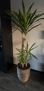 Grote Yucca plant in goud zwarte pot, Ophalen, Halfschaduw, In pot, Yucca