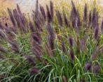 Siergras Pennisetum Black Beauty p14 groot, Tuin en Terras, Planten | Tuinplanten, Zomer, Siergrassen, Ophalen of Verzenden, Volle zon