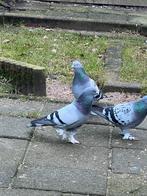 Te koop takla duiven, Dieren en Toebehoren, Meerdere dieren, Overige soorten