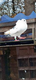 HAAGSE TIL DUIVEN KROPPERS LOKDUIF, Dieren en Toebehoren, Vogels | Duiven, Meerdere dieren, Kropper