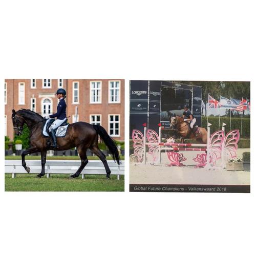 Instructie dressuurles en springles, Diensten en Vakmensen, Dieren | Paarden | Verzorging, Oppas en Les, Paardrijles of Ponykampen