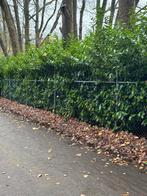 Metalen hekwerk met gaaspaneel, Ophalen, Gebruikt, IJzer, Gaashekwerk