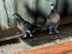 Jonge Takla Miro duiven te koop, Dieren en Toebehoren, Meerdere dieren