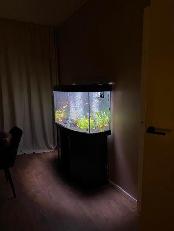 Juwel Vision 260 aquarium - Met onderkast & Vissen beschikbaar voor biedingen