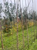 Peren .sppels. Pruimen 6-8 cm, Overige soorten, Lente, Minder dan 100 cm, Ophalen