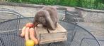 Franse hangoor HAVANNA RAM EFFEN !!!!, Dieren en Toebehoren, Konijnen, Mannelijk, Groot, Hangoor, 0 tot 2 jaar