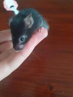 Muizen jong super lief, Dieren en Toebehoren, September, Vrouwelijk, Muis