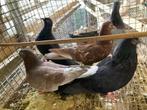 Te Koop Duiven, Dieren en Toebehoren, Vogels | Duiven, Meerdere dieren, Overige soorten