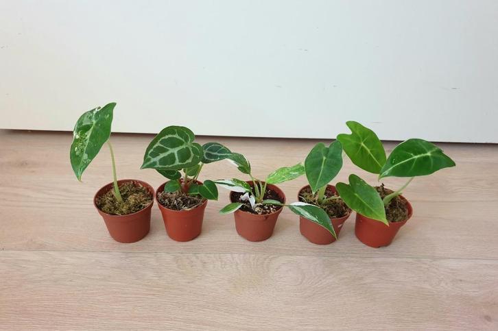 Set baby plantjes, mini planten, kamerplantjes, anthurium, Huis en Inrichting, Kamerplanten, Overige soorten, Minder dan 100 cm