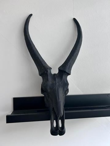 Skul PTMD beschikbaar voor biedingen