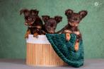 Russische toy pups, Dieren en Toebehoren, Honden | Chihuahua's en Gezelschapshonden, Rabiës (hondsdolheid), Meerdere, Buitenland