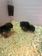 Gesekste Orpington kriel kuikens, Vrouwelijk, Kip