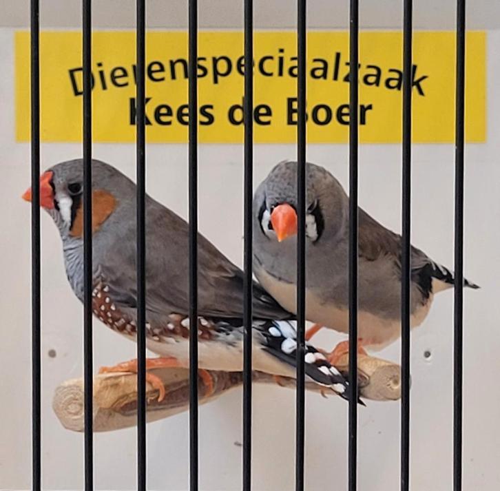 Mooie koppels zebravinken, Dieren en Toebehoren, Vogels | Overige Vogels, Tropenvogel, Meerdere dieren