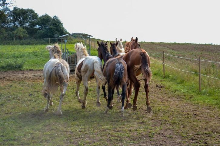 Rusthuis/pensioen/opfok Duitsland, Dieren en Toebehoren, Stalling en Weidegang, Weidegang