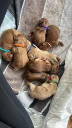 Australian Labradoodle pups, Overige rassen, 8 tot 15 weken, CDV (hondenziekte), Meerdere