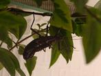 Peruphasma schultei, Peruaanse wandelende tak, black beauty, Wandelende tak