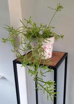 Grote koraalcactus / Rhipsalis, Huis en Inrichting, Kamerplanten, Ophalen, Halfschaduw, Minder dan 100 cm, In pot