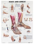 Voet En Enkel Menselijke Anatomie Poster / School Medisch, Verzenden, Nieuw, A1 t/m A3, Overige onderwerpen
