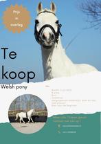Welsh B pony te koop, Dieren en Toebehoren, Pony's, Gechipt, Ruin, L, 7 tot 10 jaar