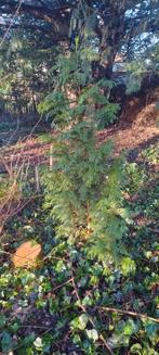 Confineer, Tuin en Terras, Planten | Bomen, Ophalen, Bloeit niet, Halfschaduw, Overige soorten