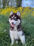 Knappe Pomksy puppy’s ter resevering, Dieren en Toebehoren, Rabiës (hondsdolheid), 8 tot 15 weken, Poolhond, Meerdere