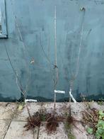 Sleedoorn ‘Godenhaus’, Ophalen of Verzenden, Minder dan 100 cm, Overige soorten, Lente