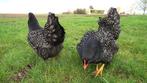 Barnevelder (groot) dubbel zilver gezoomd., Dieren en Toebehoren, Pluimvee, Meerdere dieren, Kip