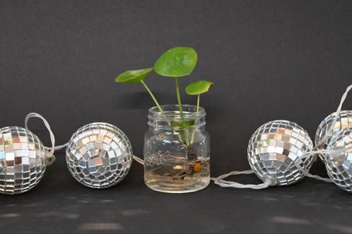 Stekje Pannenkoekenplant (Pilea peperomioides) Plant, Huis en Inrichting, Kamerplanten, Overige soorten, Minder dan 100 cm, Groene kamerplant
